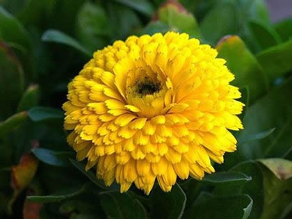 金盏花