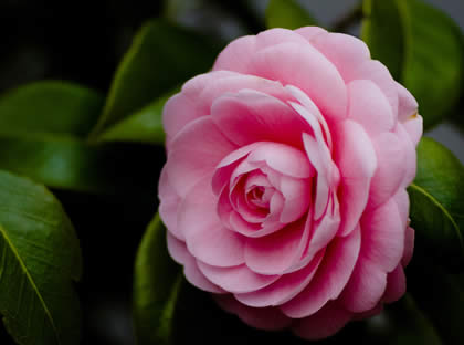 山茶花